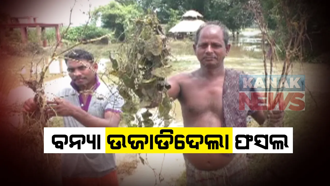  ବନ୍ୟା ଉଜାଡିଦେଲା ଫସଲ: ପାଟକୁରା ଗରଦପୁର ଓ ମାର୍ଶାଘାଇ ଅଂଚଳରେ ବ୍ୟାପକ ଫସଲ ଓ ପନିପରିବା ନଷ୍ଟ; ଚାଷୀ ଚିନ୍ତାରେ, ପରିବା ଦର ଆକାଶ ଛୁଆଁ