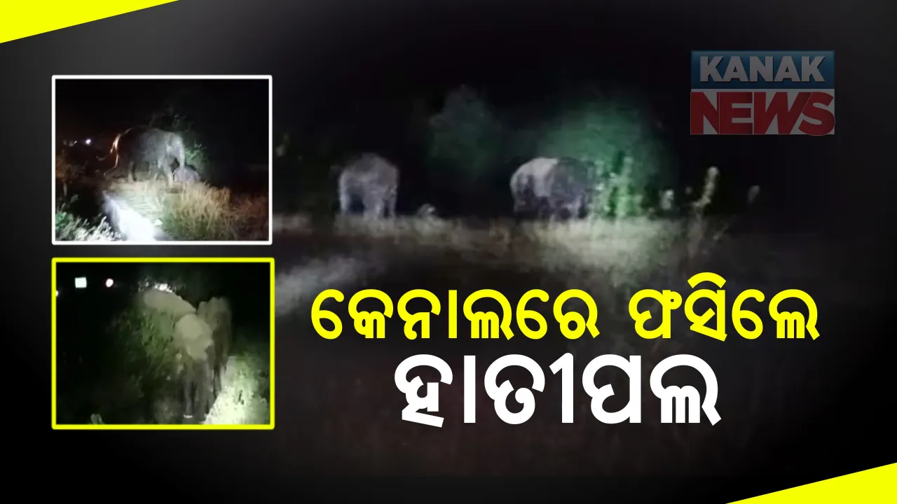  କେନ୍ଦୁଝର ଚମ୍ପୁଆ ରେ୍ଂଜରେ କେନାଲରେ ଫସିଲେ ହାତୀପଲ : ଖାଲ ଉଠିପାରିଲେନି ଛୁଆହାତୀ; ଜେସିବି ଲଗାଁ କକ୍ରିଂଟ କେନାଲ ଭାଙ୍ଗି କରାଗଲା ଉଦ୍ଧାର