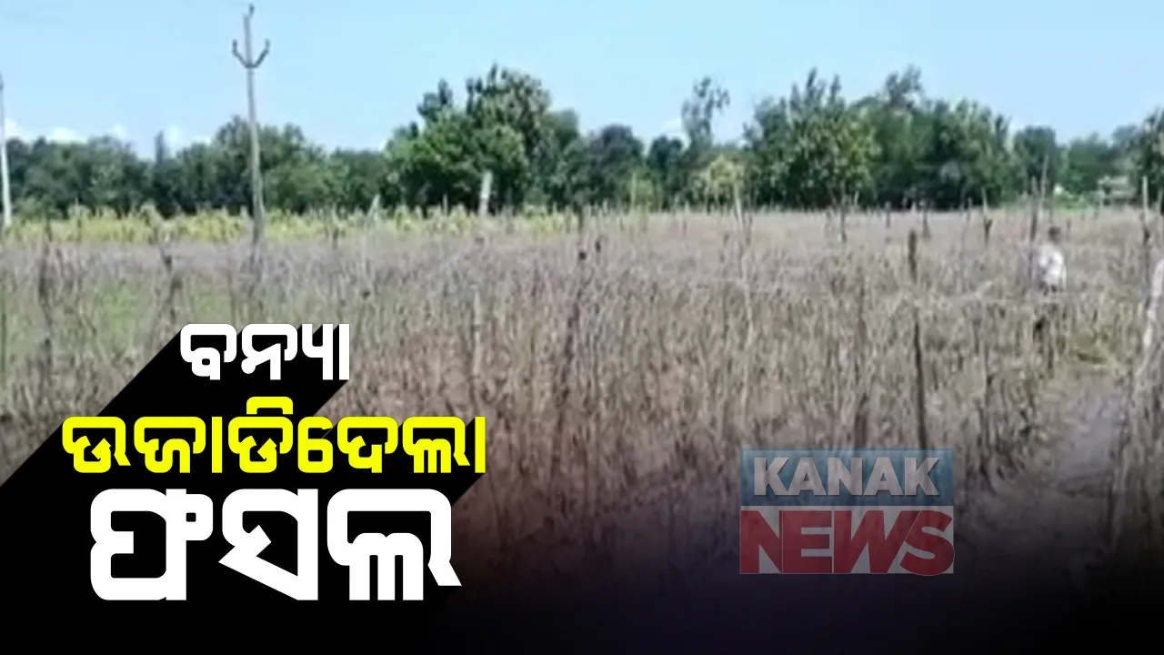  ବନ୍ୟା ଉଜାଡିଦେଲା ଫସଲ : ଆଠଗଡରେ ଏକର ଏକର ଜମିରେ ପନିପରିବା ଓ ଧାନ ଚାଷ ନଷ୍ଟ, କଂଟାପଡା ଓ ବାରଙ୍ଗ ବ୍ଲକରେ ବି ଏକା ଅବସ୍ଥା; କେମିତି ଚଳିବ ପରିବାର ଚିନ୍ତାରେ ଚାଷୀ 
