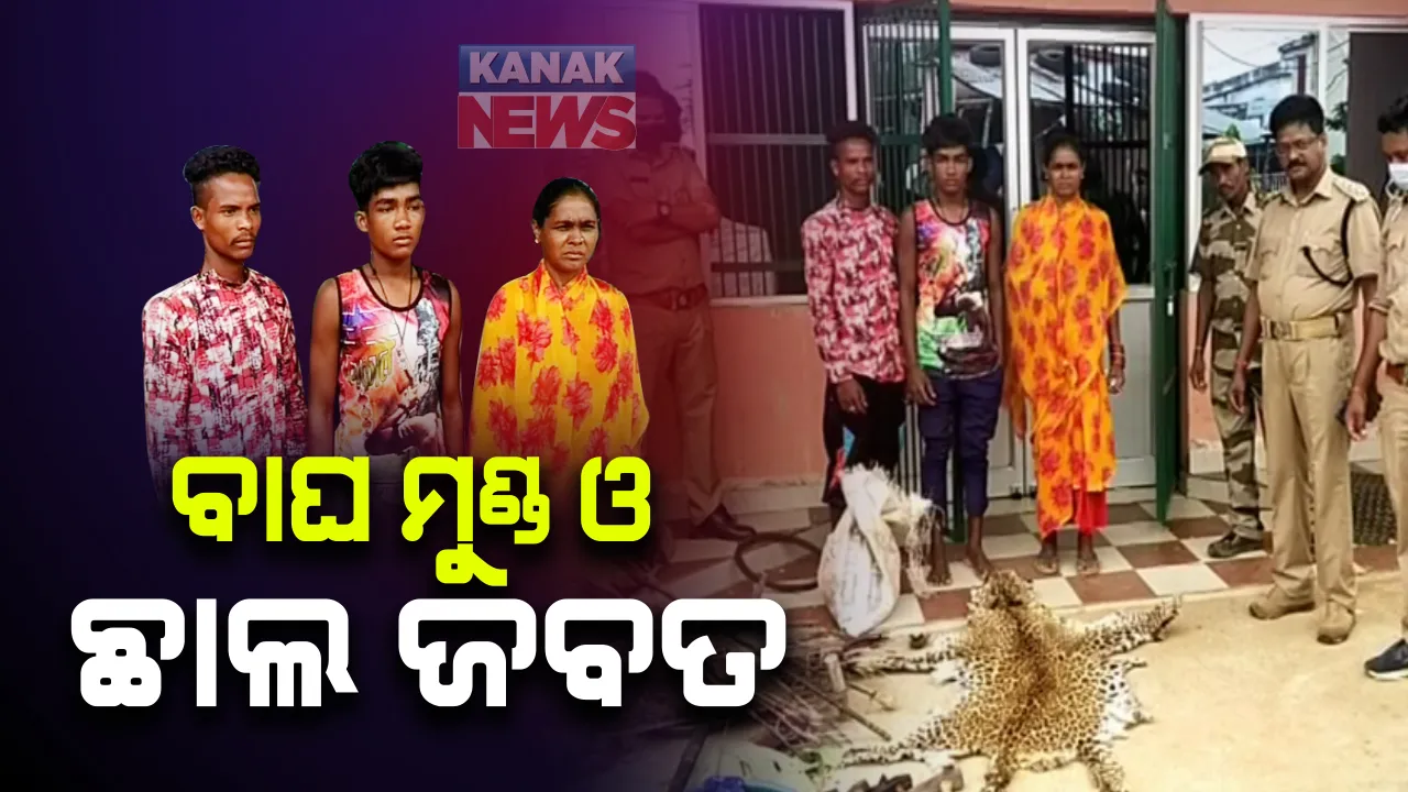  ଜବତ ହେଲା ବାଘ ଛାଲ, ବାଘ ମୁଣ୍ଡ ସହିତ ୨୦ କେଜି ବାରହା ମାଂସ : ୩ ଜଣଙ୍କୁ ଗିରଫ କଲା ବନବିଭାଗ