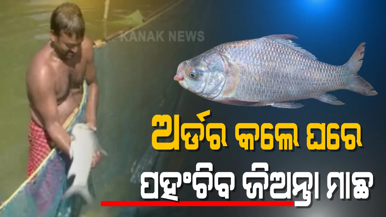 ଥରେ ଅର୍ଡର କଲେ ଘରେ ପହଂଚିଯିବ ଜିଅନ୍ତା ମାଛ । ଅକ୍ସିଜେନ ଭର୍ତି ପଲିଥିନିରେ ଘରକୁ ପଠାଯାଉଛି ମାଛ, ଜାଣନ୍ତୁ କେମିତି ?