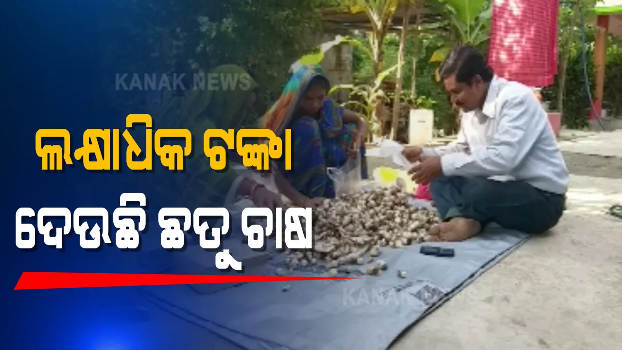  ଇକୋନୋମିକ୍ସିରେ ଏମ.ଏ । ଚାକିରି ମୋହ ଛାଡିଲେ, ଗାଁରେ ଛତୁ ଚାଷ କରିବା ସହିତ ଭର୍ମି କମ୍ପୋଷ୍ଟ ଖତ ପ୍ରସ୍ତୁତି କରୁଛନ୍ତି ଲକ୍ଷାଧିକ ଟଙ୍କା ଛତୁ ଦେଉଛି ଲକ୍ଷାଧିକ ଟଙ୍କା