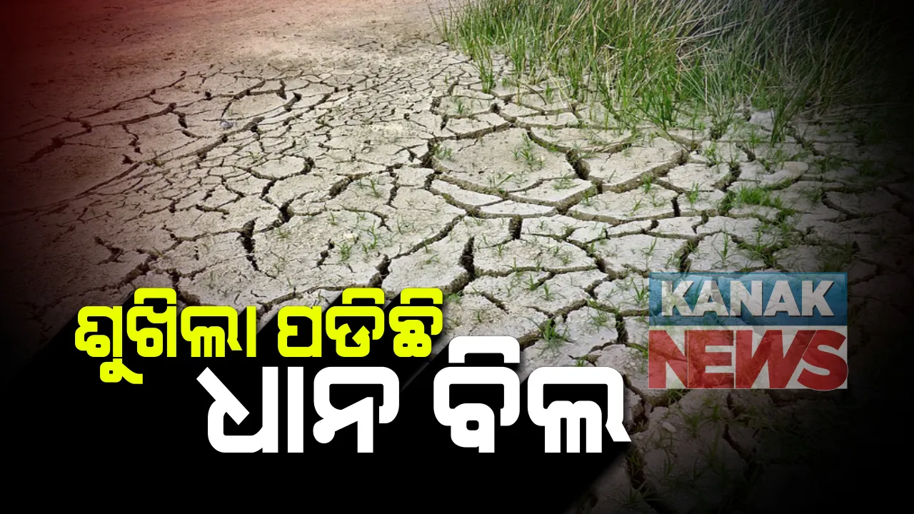  ବନ୍ୟା ପରେ ମରୁଡି ଆଶଙ୍କା : ଗଜପତିରେ ଶୁଖିଲା ପଡିଛି ଧାନ ବିଲ,  ବର୍ଷା ଅଭାବରୁ ମାଟି ଫାଟି ଆଁ, ଶୁଖି ଗଲାଣି ଧାନ ଗଛ ; ଫସଲ ହାନୀକୁ ନେଇ ଚିନ୍ତାରେ ଚାଷୀ