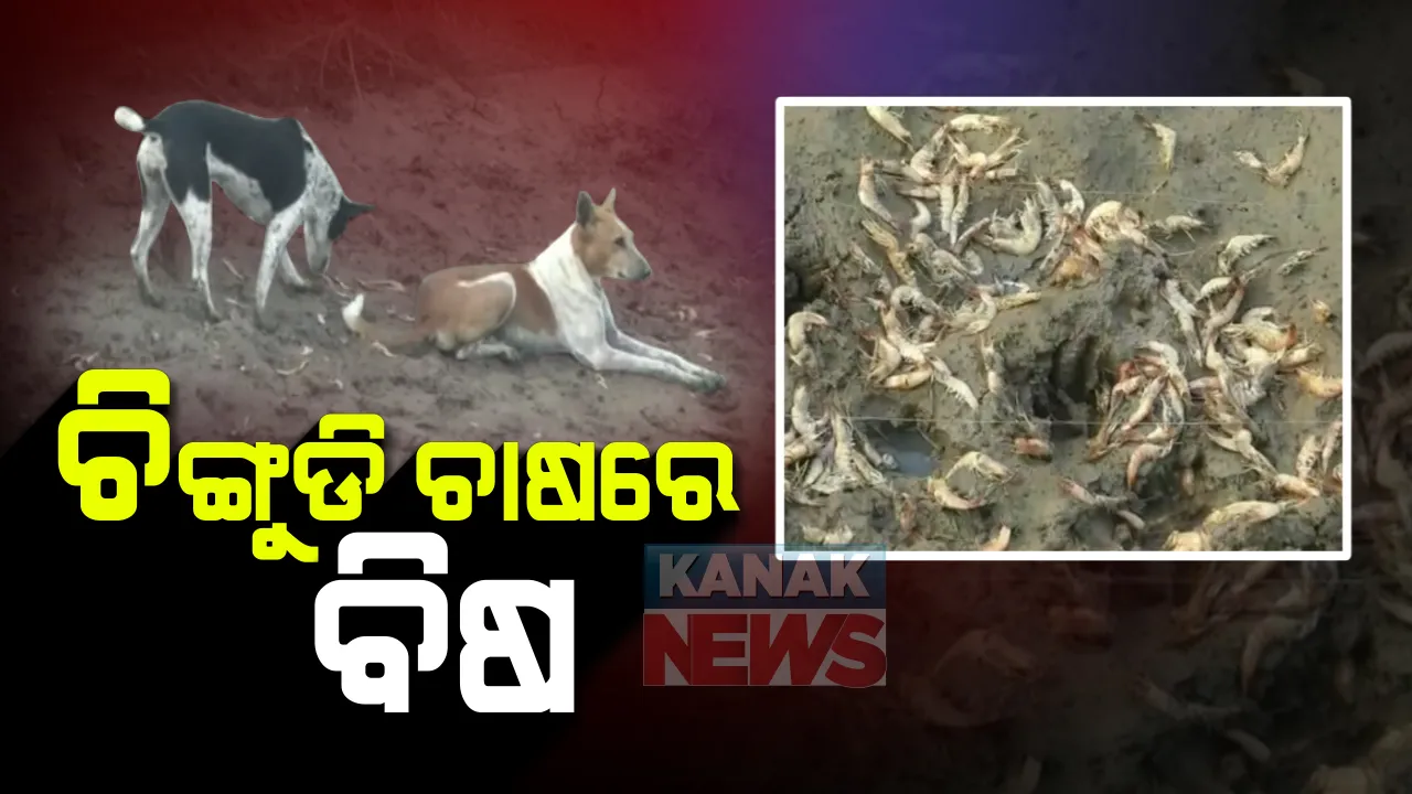  କରୋନା ପାଇଁ ହରାଇଥିଲେ ଚାକିରୀ, ବିଟେକ୍ କରି ଗାଁରେ ବସିଥିବା ଯୁବକ ଆରମ୍ଭ କରିଥିଲେ ଚିଙ୍ଗୁଡି ଚାଷ: ଆଶା ଥିଲା ଭଲ ଦି ପଇସା ରୋଜଗାର ହେବ, ହେଲେ ଏବେ ମଉଳି ଯାଇଛି ସବୁ ସ୍ୱପ; ଜାଣନ୍ତୁ କାହିଁକି...