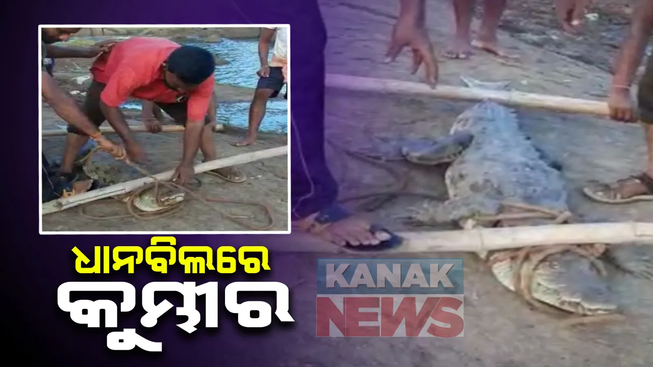  ଦିଗପହଣ୍ଡିରେ ଧାନବିଲରେ ୬ ଫୁଟ ଲମ୍ବର କୁମ୍ଭୀର : ଲୋକେ ଆତଙ୍କିତ, ଉଦ୍ଧାର ପରେ ଘୋଡାହାଡ ଡ୍ୟାମରେ ଛାଡିଲେ ବନବିଭାଗ କର୍ମଚାରୀ; ନିକଟସ୍ଥ ବନ୍ଧରୁ ଚାଲିଆସିଥିବା ସନ୍ଦେହ