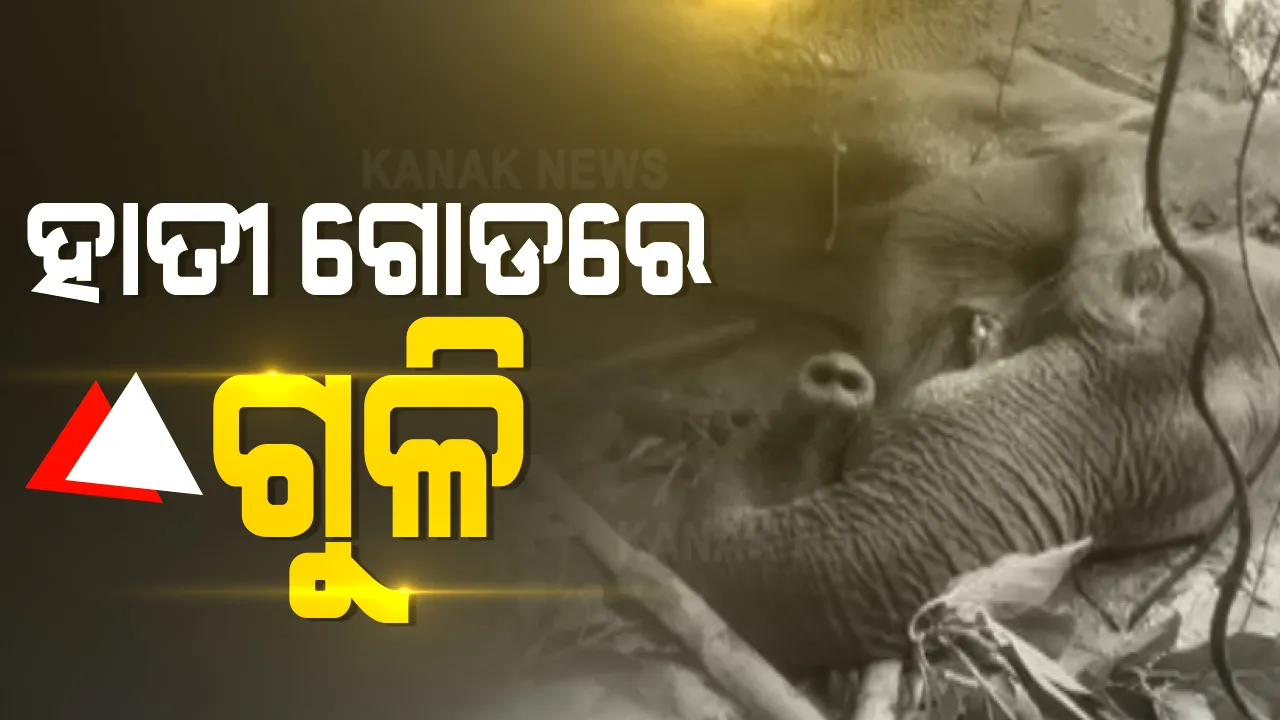  କଟକ ଡାଳିଯୋଡା ଫରେଷ୍ଟ ରେଞ୍ଜରେ ଅସୁସ୍ଥ ମାଈ ହାତୀର ଚିକିତ୍ସା : ହାତୀର ଗୋଡରେ ଲାଗିଛି ଆଘାତ ; ଗୁଳି ବାଜିଥିବା ସନ୍ଦେହ 
