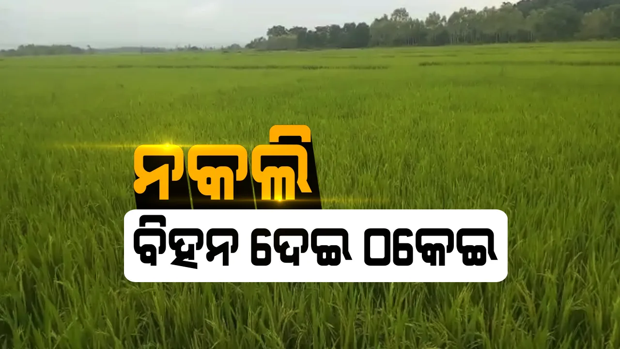  ଚାଷୀଙ୍କୁ ଠକିଦେଲା କମ୍ପାନୀ : ଅଧିକ ଅମଳ ଆଶା ଦେଖାଇ ନକଲି ବିହନ ଦେଇଥିବା ଅଭିଯୋଗ, ମୋଟା ଅଙ୍କର ଟଙ୍କା ଠକିନେଲା କମ୍ପାନୀ; କୋରାପୁଟ ଜୟପୁର ବ୍ଲକରୁ ବିଭିନ୍ନ ଗାଁରୁ ଆସିଲା ଫସଲର ଚିତ୍ର