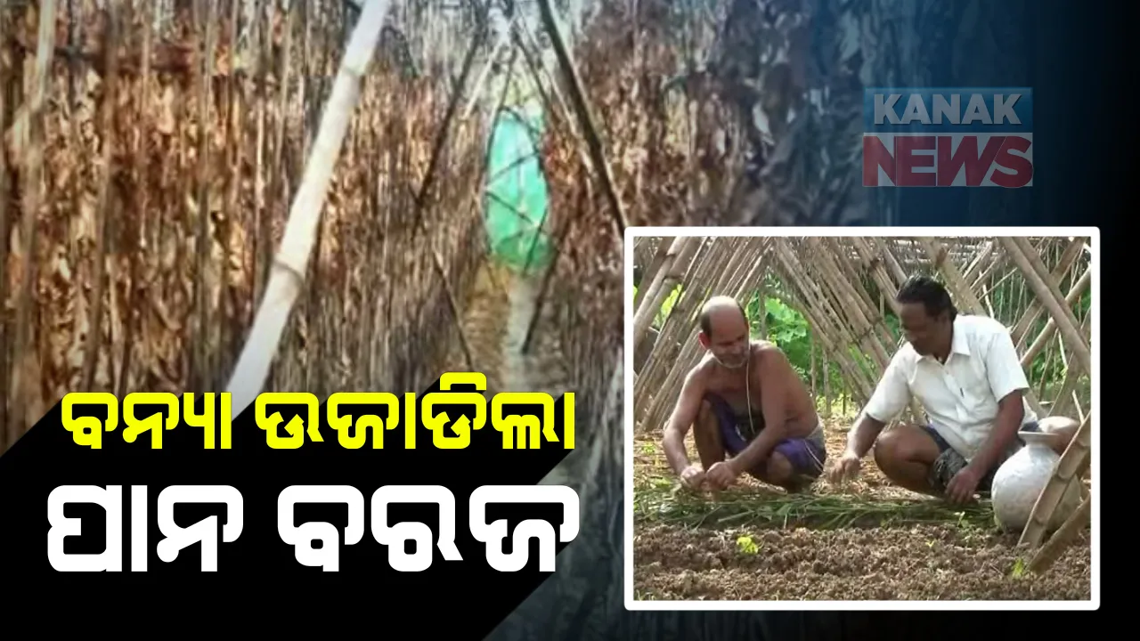  ବନ୍ୟା ଉଜାଡି ଦେଲା ପାନ ବରଜ : ପୁରୀ ଜିଲ୍ଲା ନିମାପଡା ବ୍ଲକର ୧୫ ଗାଁରେ ବ୍ୟାପକ ପାନ ଚାଷ ନଷ୍ଟ; କ୍ଷତିଗ୍ରସ୍ତଙ୍କୁ ମିଳୁନି ସହାୟତା କି କ୍ଷୟକ୍ଷତିର ହେଉନି ଆକଳନ