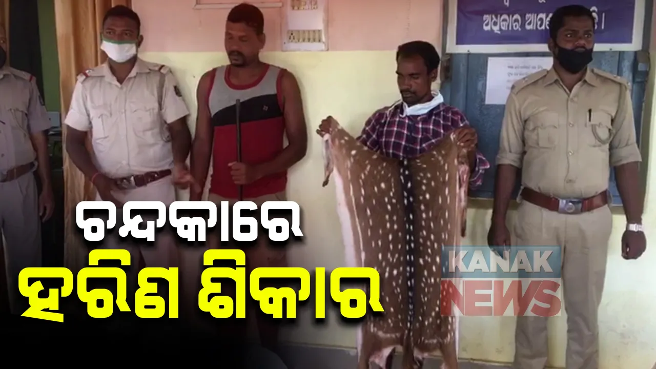  ରାଜଧାନୀ ଉପକଣ୍ଠରେ ହରିଣ ଶିକାର ପରେ ହେଉଛି ମାଂସ ବିକ୍ରି : ଚନ୍ଦକା ଜଙ୍ଗଲରେ ଚଢାଉ କରି ମାଂସ, ଛାଲ ଜବତ କଲା ବନ ବିଭାଗ ଓ ପୁଲିସର ମିଳିତ ଟିମ୍; ମାଂସ କିଣିବାକୁ ଆସିଥିବା ୯ ଗ୍ରାହକଙ୍କ ସହ ୨ ଶିକାରୀ ଗିରଫ 
