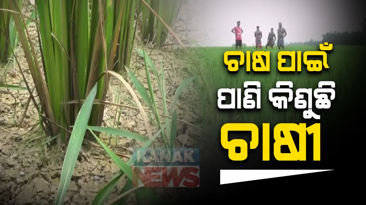  ନିଆଳିରେ ଚାଷ ପାଇଁ ପାଣି କିଣୁଛି ଚାଷୀ : ଆଶ୍ୱିନ ମାସରେ ଧାନ ଜମି ଶୁଖିଲା, ମାଟି ଫାଟି ଆଁ କଲାଣି; ଏପଟେ କେନାଲରେ ଆସୁନି ପାଣି, ଚାଷ ବଂଚାଇବାକୁ ଏବେ ପାଣି କିଣୁଛି ଚାଷୀ