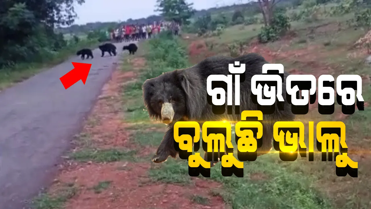  ଗାଁ ଭିତରେ ଭାଲୁ : ନବରଙ୍ଗପୁର ଜିଲ୍ଲା ବଣୁଆଗୁଡା ଗାଁ ନିକଟରେ ବୁଲୁଛନ୍ତି ଭାଲୁ, ଜଙ୍ଗଲରୁ ଖାଦ୍ୟ ଅନ୍ୱେଷଣରେ ଗାଁକୁ ଭାଲୁ ଆସିଥିବା ଆଶଙ୍କା; ଭାଲୁ ଆକ୍ରମଣରେ ଜଣେ ଆହତ, ଭୟଭୀତ ଗାଁ ଲୋକେ