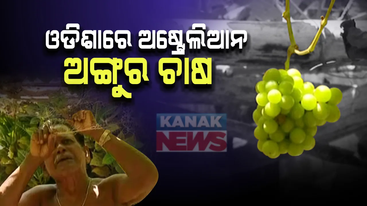  ପୁରୀ ବେଳାଭୂମିରେ ଅଙ୍ଗୁର ଚାଷ : ପେଣ୍ଠକଟା ଅଂଚଳରେ ଅଷ୍ଟ୍ରେଲିଆନ ଅଙ୍ଗୁର ଚାଷ କରି ସ୍ୱାବଲମ୍ବୀ ହେଲେ ମତ୍ସ୍ୟଜୀବୀ; ନିଜ ଘରେ ଜାଲ ଘେରାଇ କରିଛନ୍ତି ଚାଷ