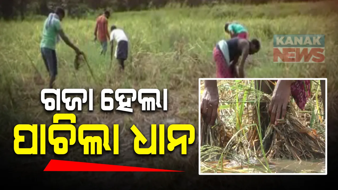  ଚାଷୀଙ୍କୁ କାଳ ହେଲା ଲଘୁଚାପ ଲଗାଣ ବର୍ଷା । ଖଳାକୁ ଆସିବା ଆଗରୁ ଜମିରେ ଗଜା ହେଲା ଧାନ, ସମ୍ବଲପୁର ଜମନକିରା ବ୍ଲକର ଶହଶହ ହେକ୍ଟର ଧାନ ଫସଲ ନଷ୍ଟ ।