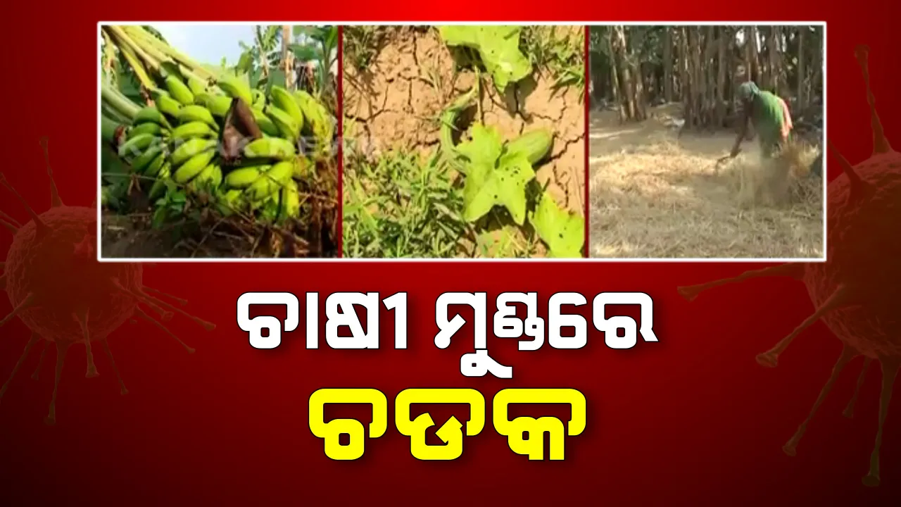  ଚାଷୀ ମୁଣ୍ଡରେ ଚଡକ: ଅଜଣା ରୋଗ ପୋକ ଆକ୍ରମଣରେ ଶହ ଶହ ଏକର ଧାନ ଜମି ସଂପୂର୍ଣ୍ଣ ନଷ୍ଟ, କାମ ଦେଉ ନାହିଁ କୀଟନାଶକ; ଚିନ୍ତାରେ ଏବେ ପଦ୍ମପୁର ଉପଖଣ୍ଡ ଚାଷୀ