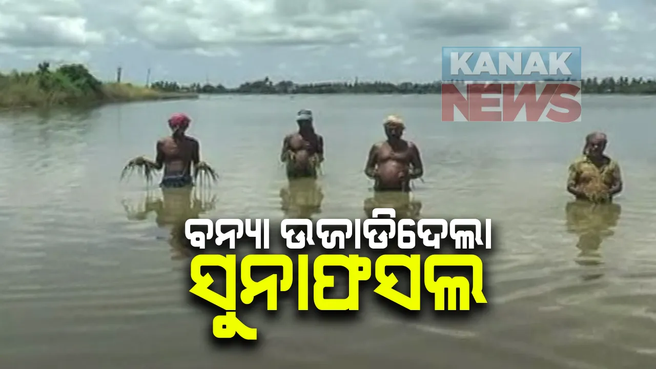 ଧନୁଆ ନଦୀର ବନ୍ୟା ଉଜାଡିଦେଲା ଚାଷୀର ସୁନାଫସଲ : ବନ୍ୟାପାଣିରେ ପଶିଗଲା ହଜାର ହଜାର ହେକ୍ଟର ଧାନ ଓ ପନିପରିବା; ଗୋପ ବ୍ଲକର ପ୍ରଥମ ୫ଟି ପଂଚାୟତରୁ ଆସିଲା ଚିତ୍ର