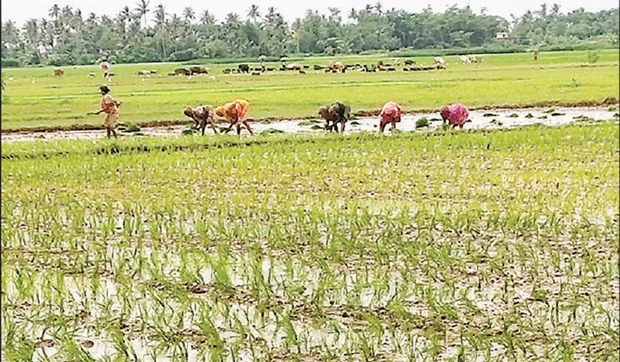  ବନ୍ୟାରେ ୧୬ଟି ଜିଲ୍ଲାର ୭ ହଜାର ହେକ୍ଟର ଜମିରେ ଉଦ୍ୟାନ କୃଷି ନଷ୍ଟ : ଯାଜପୁର ଜିଲ୍ଲାରେ ପନିପରିବା ଫସଲ ସମ୍ପୂର୍ଣ୍ଣ ନଷ୍ଟ