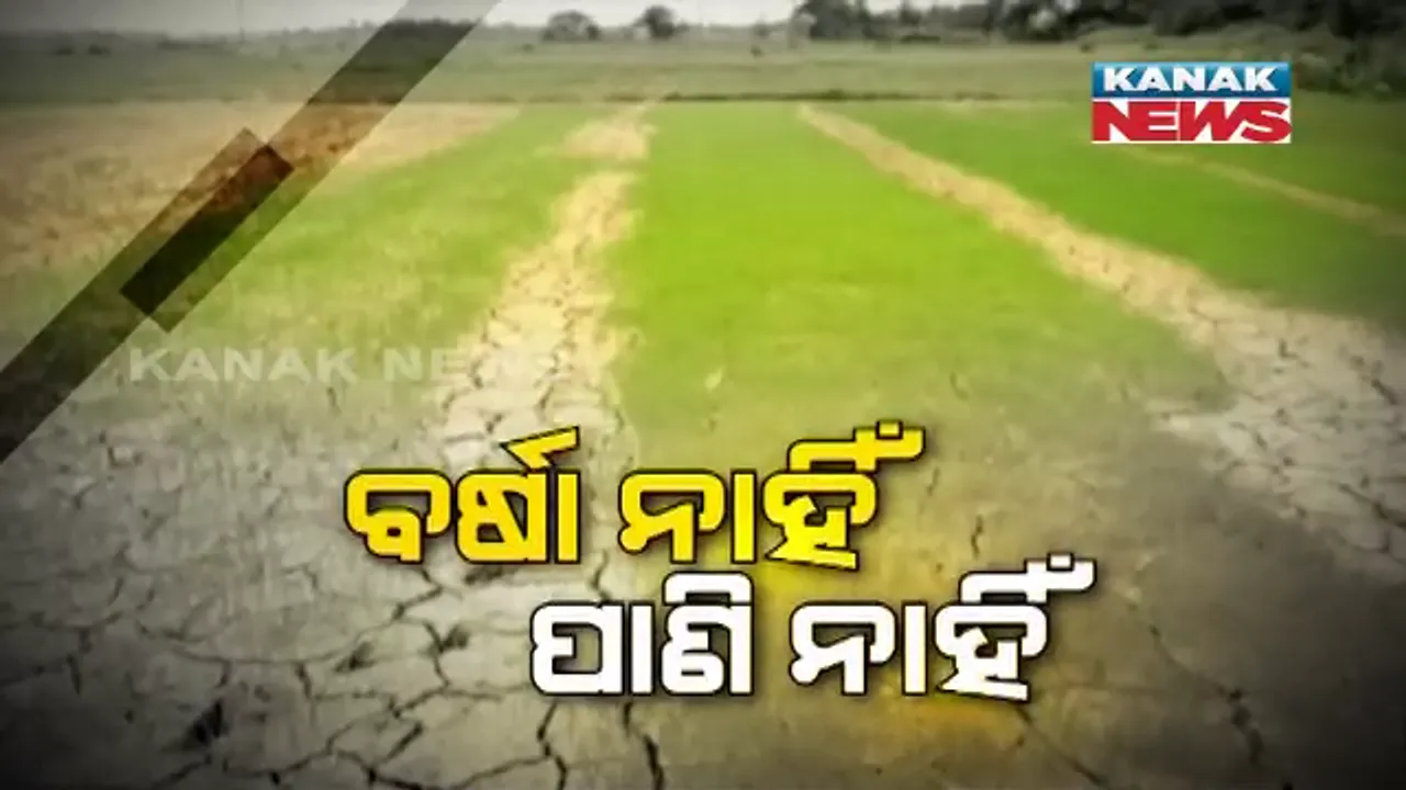  ପାଣି ଚିନ୍ତାରେ ଚାଷୀ : କେଉଁଠି କୁତ୍ରିମ ବର୍ଷା ସୃଷ୍ଟି ହୋଇଛି ତ ଆଉ କେଉଁଠି ବିଲରେ ପାଣି ନାହିଁ ; ସେପଟେ ଚାଷୀଙ୍କ ଦୁଃଖକୁ ଦ୍ୱିଗୁଣିତ କରିଛି ଜଳସେଚନ ବିଭାଗର ଅବହେଳା