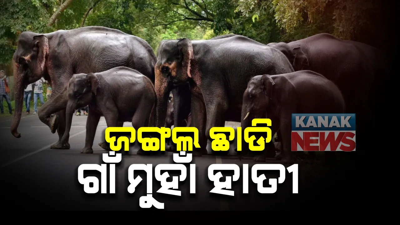  ଖୋର୍ଦ୍ଧା ବେଗୁନିଆ ଅଞ୍ଚଳରେ ୨୮ଟି ହାତୀପଲ : ଲୋକେ ଆତଙ୍କିତ, ହାତୀ ଘଉଡାଇବାକୁ ଉଦ୍ୟମ