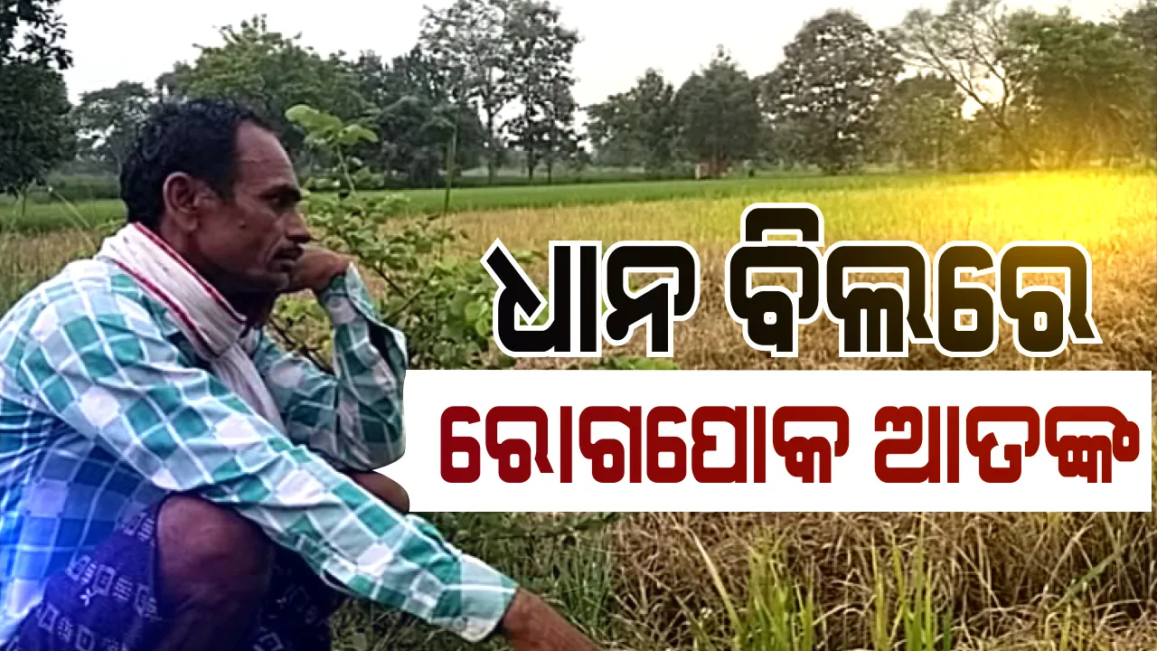 ନୂଆପଡାର ଧାନ ବିଲରେ ରୋଗପୋକ ଆତଙ୍କ । ମାଟିଆଗୁଣ୍ଡି ପୋକ ଯୋଗୁଁ ହଳଦିଆ ପଡି ଯାଉଛି ଧାନ ଗଛ :  କୋକସରାରେ ବି ସମାନ ସ୍ଥିତି