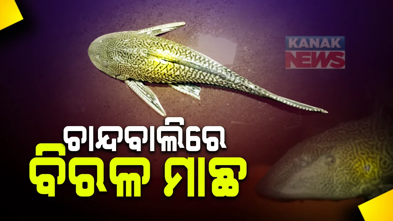  ଚାନ୍ଦବାଲିରେ ବିରଳ ମାଛ । ଦକ୍ଷିଣ ଆମେରିକାର ବିରଳ ପ୍ରଜାତିର ମାଛ , କ୍ୟାଟଫିସକୁ ନେଇ ଅଂଚଳରେ ଚର୍ଚ୍ଚା  :  ମାଛକୁ ଧରିବା ପରେ ଘରେ ରଖିଛନ୍ତି ମତ୍ସ୍ୟଜୀବୀ 