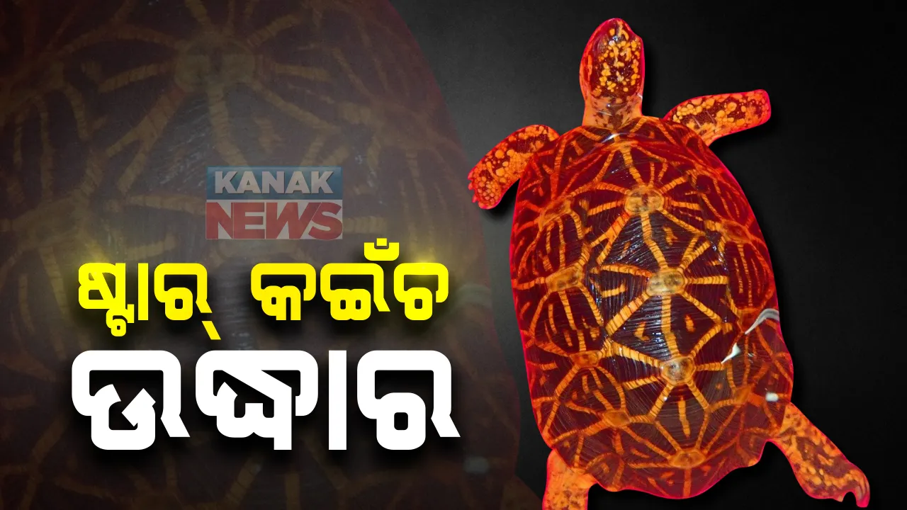  #ବିରଳ_ପ୍ରଜାତିର_କଇଁଛ_ଉଦ୍ଧାର କର୍ଣ୍ଣାଟକର ପୁରୁଦାଲ୍ ଗ୍ରାମରୁ ଉଦ୍ଧାର ହେଲା ୫ କେଜିର ବିରଳ ପ୍ରଜାତିର କଇଁଛ : ଚଢାଉ ବେଳେ ଉଦ୍ଧାର ହେଲା ଷ୍ଟାର୍ କଇଁଛ ,୪ ଜଣ ଅଭିଯୁକ୍ତଙ୍କୁ ଗିରଫ କଲା ପୁଲିସ୍