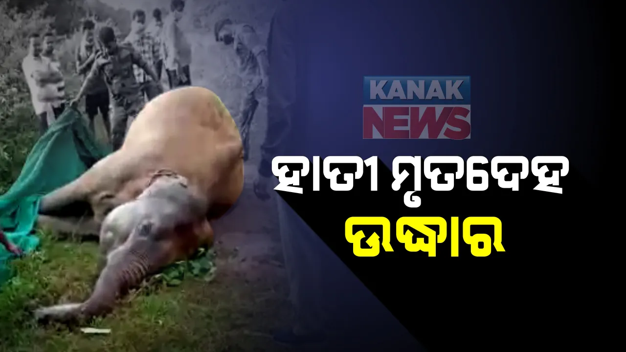  ମଳିପଡା ନିକଟରେ ପଡିଛି ମାଈହାତୀର ମୃତଦେହ : ହାତୀମୃତ୍ୟୁର କାରଣ ଅସ୍ପଷ୍ଟ, ବନବିଭାଗର ତଦନ୍ତ