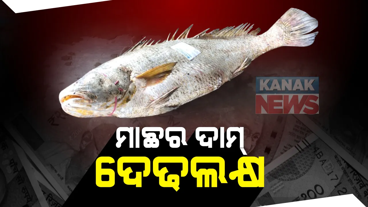  ମାଛ କରିଦେଲା ଲକ୍ଷପତି : ଚାନ୍ଦବାଲିର ଗଭୀର ସମୁଦ୍ରରୁ ଧରିଲେ ଧୀବର, କିଲୋପ୍ରତି ୮ ହଜାରରେ ବିକ୍ରି ହେଲା ୨୨ କେଜିର ତେଲିଆ ମାଛ; କିଣିଲା ମୁମ୍ବାଇ କମ୍ପାନୀ