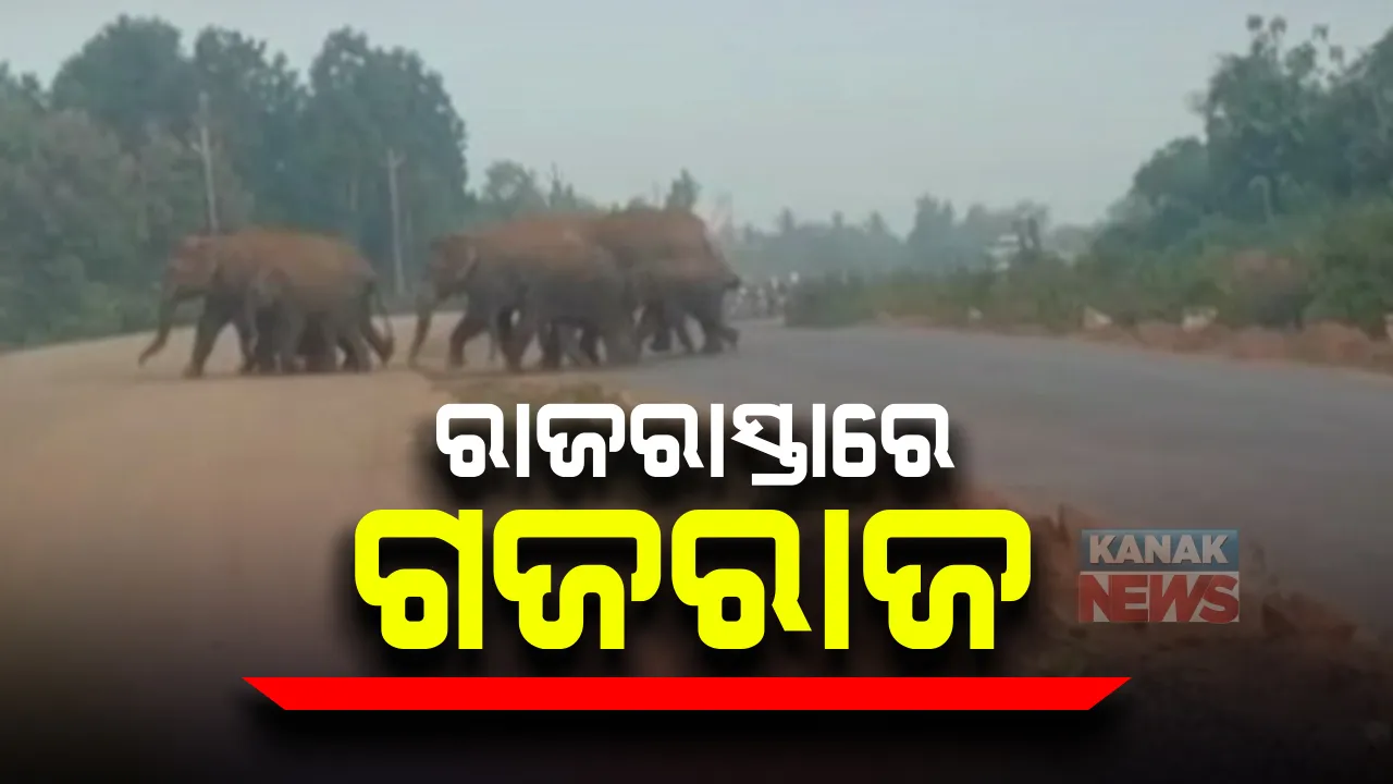  ଆଠଗଡରେ ଚିନ୍ତା ବଢାଇଲେଣି ହାତୀପଲ : ବାଳି ନିକଟ ଜାତୀୟ ରାଜପଥରେ ଚଳାଚଳ ପରେ ଆତଙ୍କରେ ଲୋକେ; ହାତୀ ଘଉଡାଇବାରେ ନାକେଦମ୍ ହେଲାଣି ବନବିଭାଗ