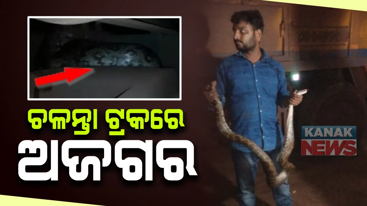  ଚଳନ୍ତା ଟ୍ରକରୁ ଉଦ୍ଧାର ହେଲା ୬ ଫୁଟର ଅଜଗର : କେନ୍ଦୁଝର ଜିଲ୍ଲା ଘସିପୁର ଜାତୀୟ ରାଜପଥରେ ଟ୍ରକ୍ ଭିତରେ ସାପକୁ ଦେଖି ଡ୍ରାଇଭର ଛାନିଆ; ଉଦ୍ଧାର ପରେ ନିକଟସ୍ଥ ଜଙ୍ଗଲରେ ଛାଡ଼ିଲା ବନ ବିଭାଗ
