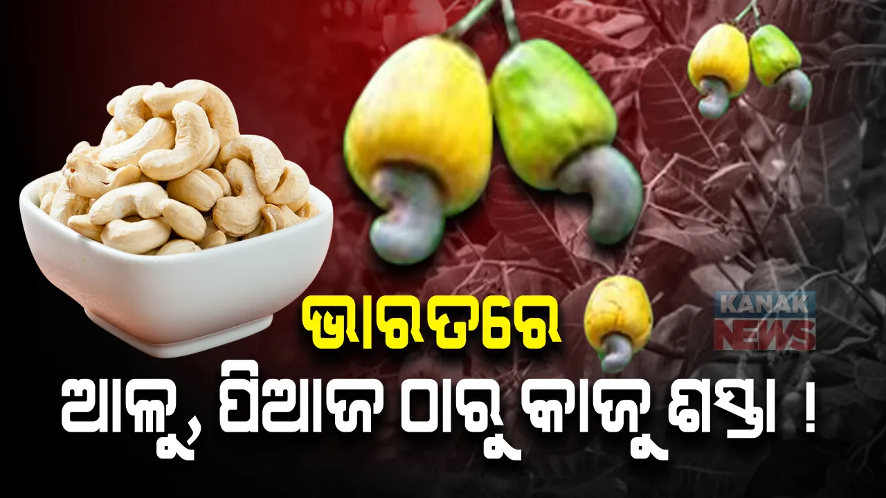  ଦିଲ୍ଲୀରୁ ମାତ୍ର ୧୨ ଶହ କିଲୋମିଟର ଦୂର । ଯେଉଁଠି ଆପଣ ପହଂଚିଲେ ଆପଣଙ୍କ ବଜେଟ୍‌ରୁ ବହୁତ କମରେ ଆପଣ ପାଇ ପାରିବେ କାଜୁ ବାଦାମ