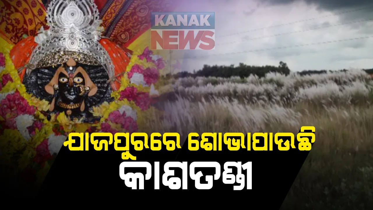  ଆସୁଛି ପାର୍ବଣ । ଚଉଦିଗରେ କାଶତଣ୍ଡୀ ମେଲାଇଲାଣି ପସରା, ମାଆଙ୍କୁ ଶେଷ ସ୍ପର୍ଶ ଦେବାରେ ବ୍ୟସ୍ତ କାରିଗର