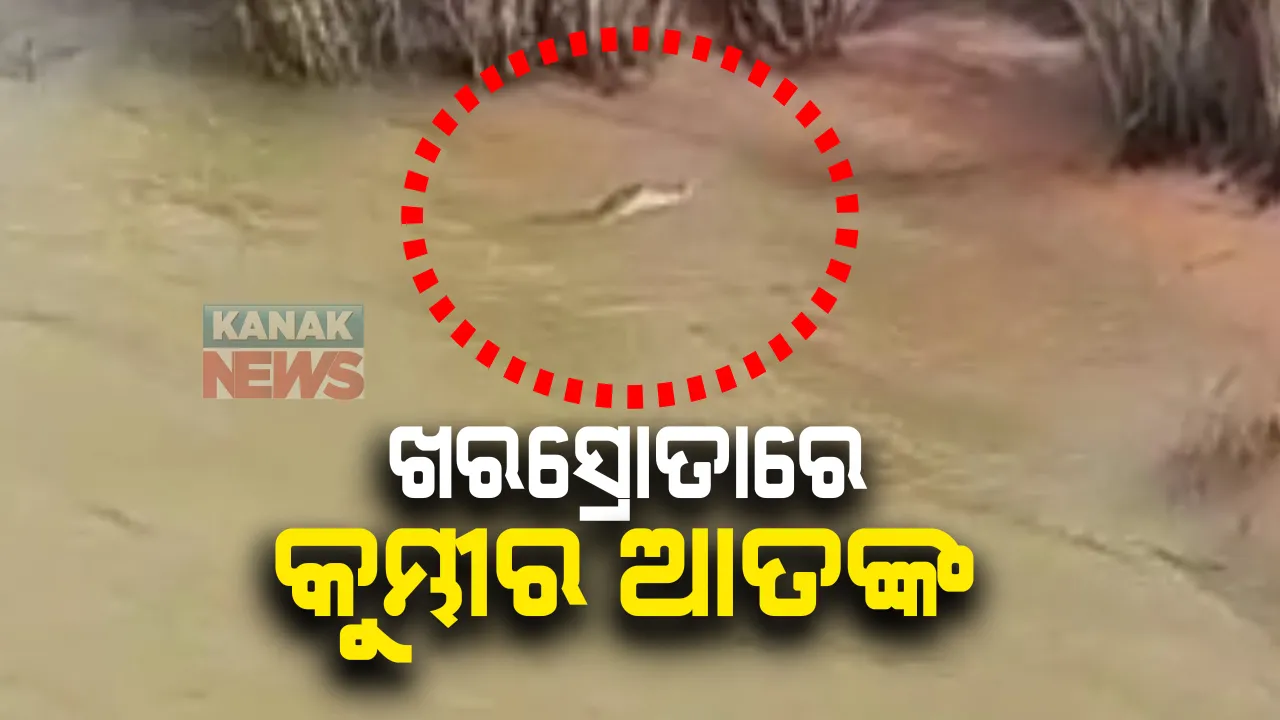  ଖରସ୍ରୋତାରେ କୁମ୍ଭୀର ଆତଙ୍କ : ରସୁଲପୁର ଜୋକଡିଆ ବ୍ୟାରେଜ ନିକଟରେ ୫ ଫୁଟର କୁମ୍ଭୀରକୁ ଦେଖି ଲୋକେ ଆତଙ୍କିତ; ନଦୀ କୂଳକୁ ନ ଯିବାକୁ କରାଗଲା ସଚେତନ