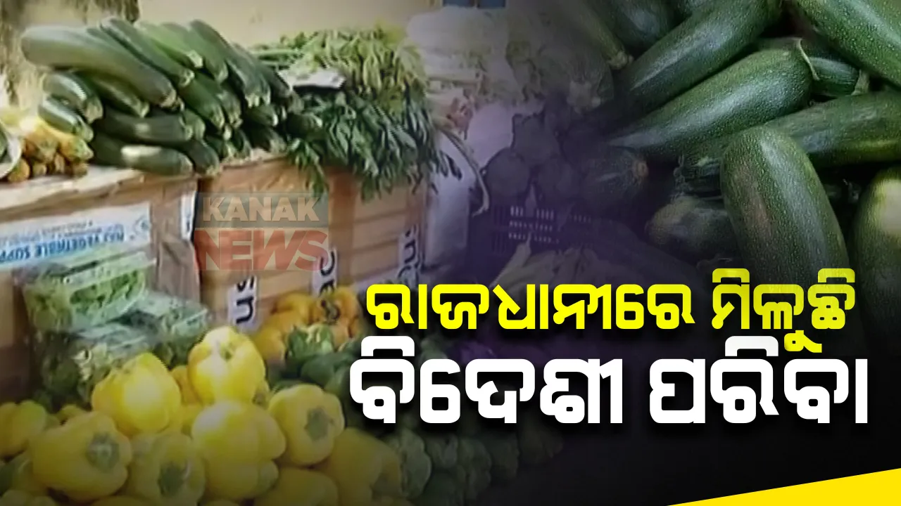  ରାଜଧାନୀ ଭୁବନେଶ୍ୱରରେ ମିଳୁଛି ବିଦେଶୀ ପନିପରିବା । ୟୁନିଟ ୮, ଡିଏଭି ସ୍କୁଲ ନିକଟରେ ୩ ବର୍ଷ ଧରି ବିଦେଶୀ ପନିପରିବା ବିକ୍ରି କରୁଛନ୍ତି ମାନସ ସାହୁ