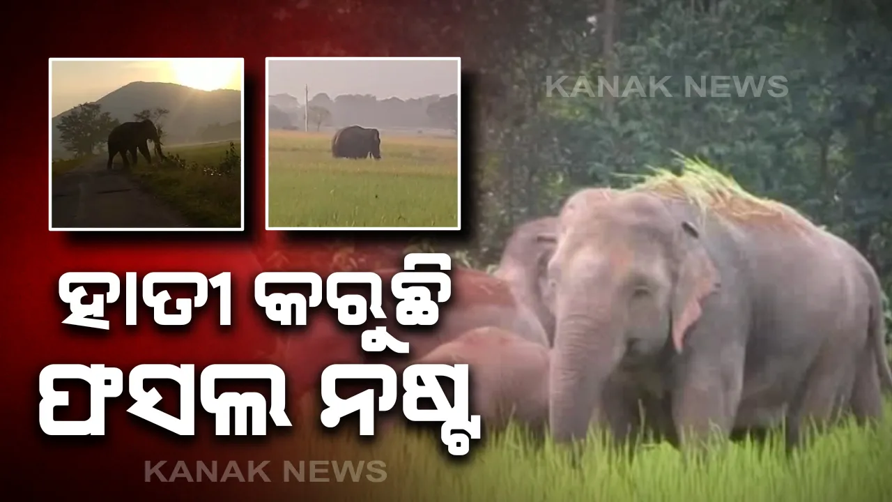  ଚାଷୀଙ୍କ ଚିନ୍ତା ବଢାଇଛନ୍ତି ଜଙ୍ଗଲି ହାତୀ : କାମାକ୍ଷାନଗର ଓ ନୀଳଗିରିରୁ ଆସିଲା ହାତୀ ଉପଦ୍ରବର ଚିତ୍ର; ହାତୀ ଘଉଡାଇବା ସହ କ୍ଷତିପୂରଣ ଦାବି କଲେ ସ୍ଥାନୀୟ ଚାଷୀ