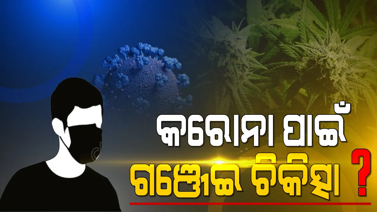  କରୋନା ଭଲ କରିପାରେ ଗଞ୍ଜେଇ ? ଗୁରୁତର ରୋଗୀଙ୍କ କ୍ଷେତ୍ରରେ ବ୍ୟବହାର ହୋଇପାରେ ଗଞ୍ଜେଇ ଚିକିତ୍ସା । ନୂଆ ଅଧ୍ୟୟନରେ ଦାବି କଲେ ବୈଜ୍ଞାନିକ ।