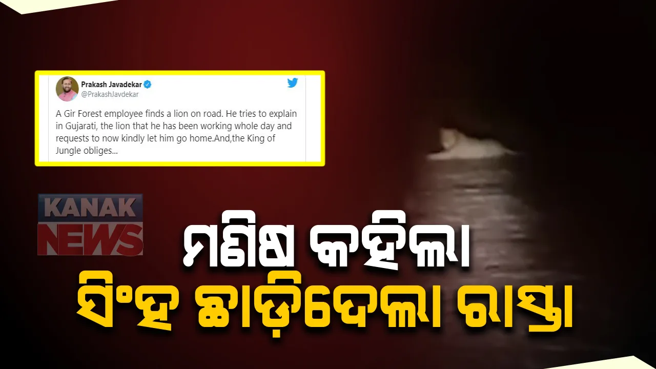  ମଣିଷ କହିଲା, ସିଂହ ଛାଡ଼ିଦେଲା ରାସ୍ତା । ରାଜସ୍ଥାନ ଗିର ଅଭୟାରଣ୍ୟରୁ ଆସିଲା ରୋମାଂଚକର ଚିତ୍ର । ଅନ୍ଧାର ରାତିରେ ରାସ୍ତା ଛାଡ଼ିବାକୁ ସିଂହକୁ ନିବେଦନ କଲେ ଫରେଷ୍ଟ ଗାର୍ଡ଼, କଥା ମାନିଲା ସିଂହ : ଛାଡ଼ିଦେଲା ରାସ୍ତା
