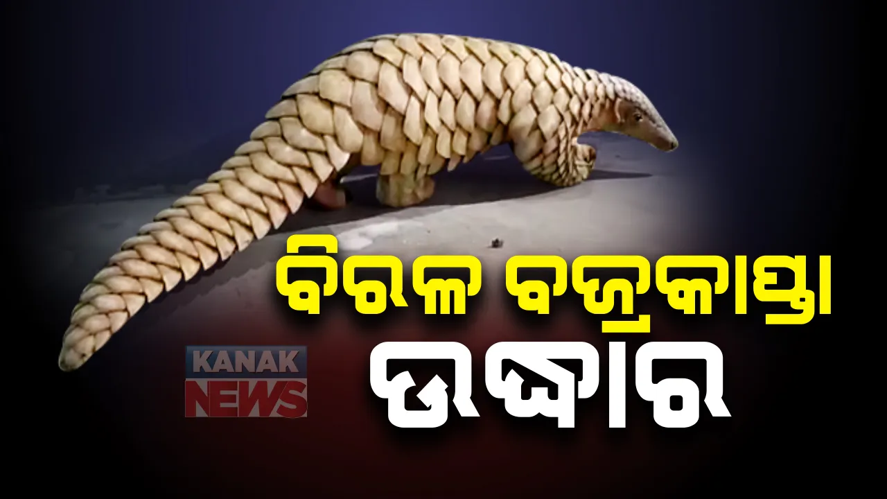  ବାଲେଶ୍ୱର ଔପଦା ଅଂଚଳରୁ ବିରଳ ବଜ୍ରକାପ୍ତା ଉଦ୍ଧାର : ଓଜନ ହେବ ପ୍ରାୟ ୩ କେଜିରୁ ଅଧିକ; ପୀଡାକଟା କେନାଲ ପାଖରୁ ଉଦ୍ଧାର ପରେ ସୋର ବନ୍ୟପ୍ରାଣୀ ବିଭାଗକୁ ହସ୍ତାନ୍ତର 
