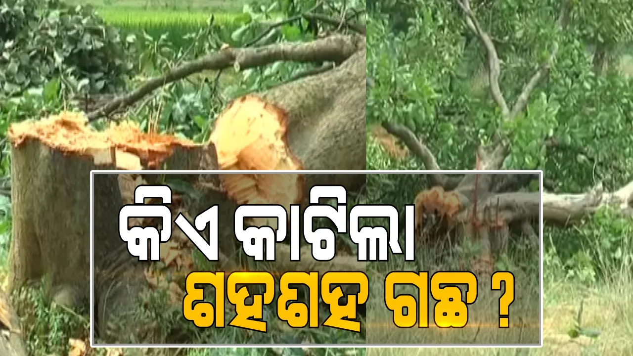 ସ୍କୁଲ ପାଇଁ ଶହଶହ ଗଛ କାଟି ଦେଲେ ଗ୍ରାମବାସୀ । ସୁନ୍ଦରଗଡ ଲେଫ୍ରିପଡା ଥାନା ଡୁମାବାହାଲ ଗାଁରୁ ଆସିଛି ଏମିତି ଖବର : ଏକଲବ୍ୟ ଆବାସିକ ସ୍କୁଲ ପ୍ରତିଷ୍ଠା କରିବା ପାଇଁ ୧୫ ଏକର ଗୋଚର ଜମିରେ କଟା ହେଲା ପ୍ରାୟ ଦେଢ ଶହ ଗଛ