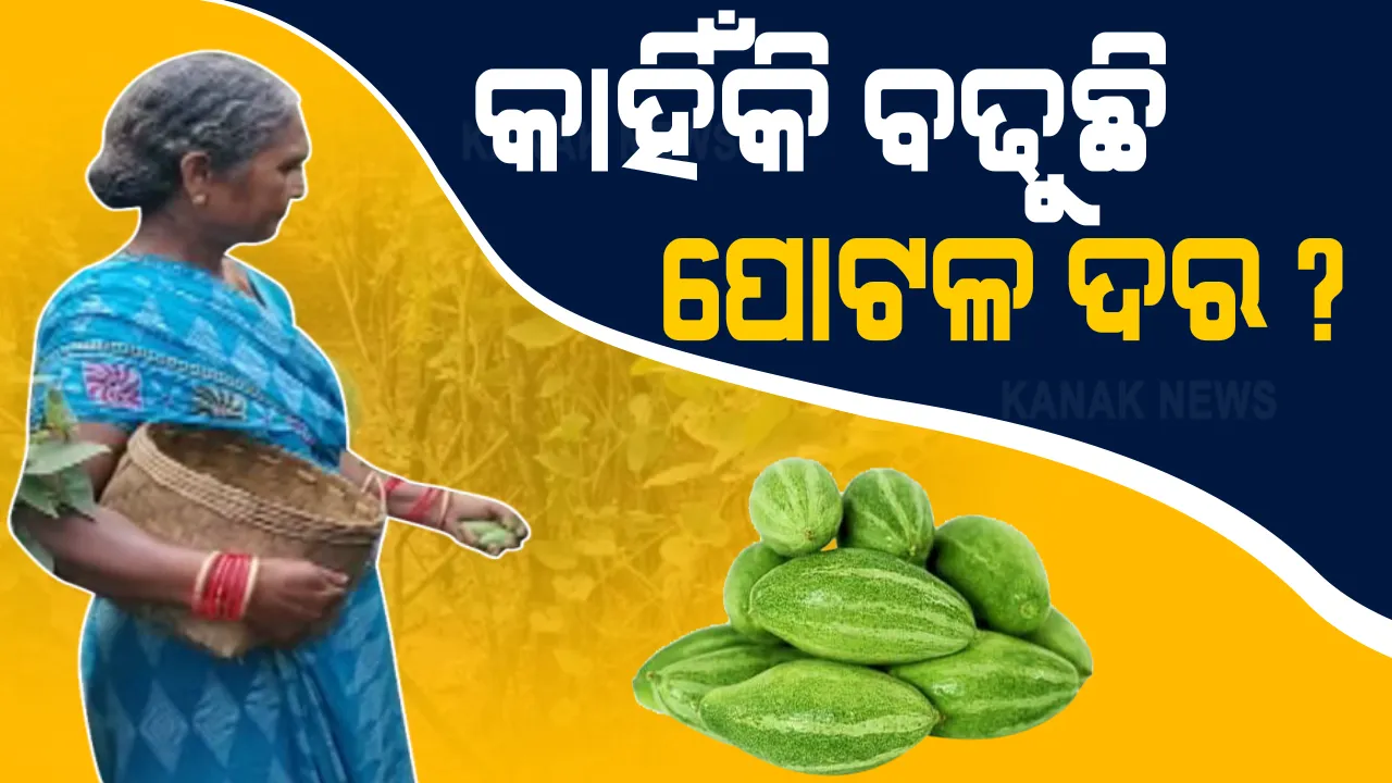  ପୋଟଳ ମାରୁଛି ପେଟରେ ଲାତ । ଚାଷୀ ବିକୁଛନ୍ତି ୧୫ ଟଙ୍କାରେ, ଗ୍ରାହକ କିଣୁଛନ୍ତି ୬୦ରେ । ମଝିରେ କିଏ ନେଉଛି ଫାଇଦା ? ଚାଷୀଙ୍କ ହକ ପଇସାରେ କିଏ ବସାଉଛି ଭାଗ ?