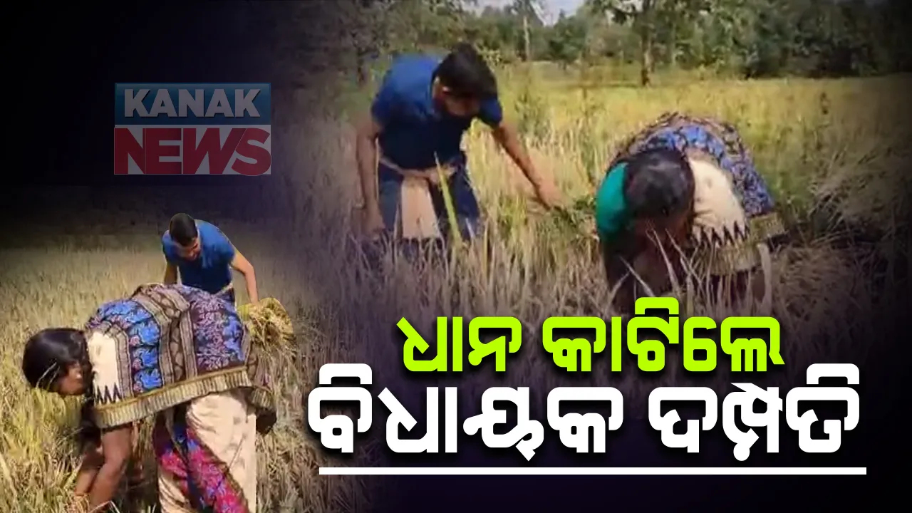  ନବରଙ୍ଗପୁରରୁ ଆସିଲା ରୋଚକ ଚିତ୍ର । କରୋନା କାଳରେ ଧାନ ବିଲରେ ଧାନ କାଟୁଛନ୍ତି ବିଧାୟକ ଦମ୍ପତି । ବିଧାୟକ ନିତ୍ୟାନନ୍ଦ ଗଣ୍ଡ କହିଲେ ପ୍ରଥମେ ମୁଁ ଚାଷୀ, ତା ପରେ ରାଜନେତା