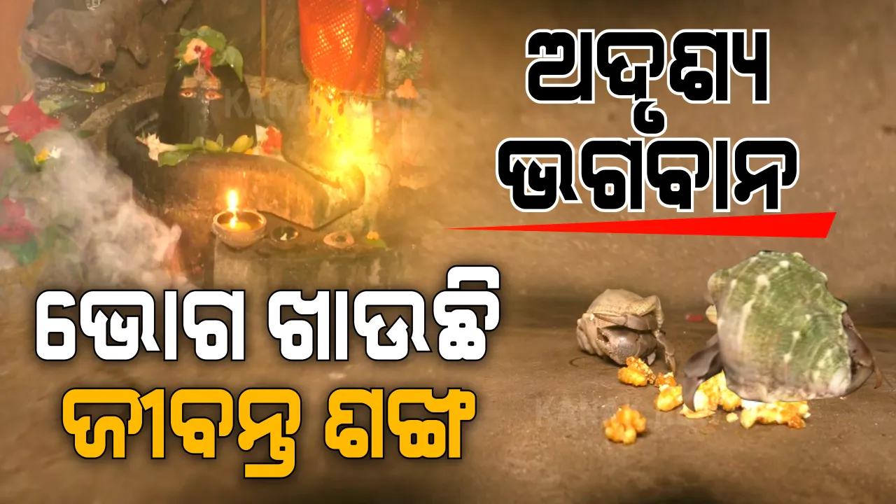  ଘଣ୍ଟା ବାଜିଲେ ବାହାରୁଛି ଜୀବନ୍ତ ଶଙ୍ଖ । ରତ୍ନବଟ ମୂଳରୁ ଚାଲି ଚାଲି ଆସୁଛନ୍ତି, ଭକ୍ତଙ୍କ ଭୋଗ ଖାଉଛନ୍ତି । ମାନସିକ ପୂରା ପାଇଁ ଲୋକଙ୍କ ଲାଗୁଛି ଭିଡ ।