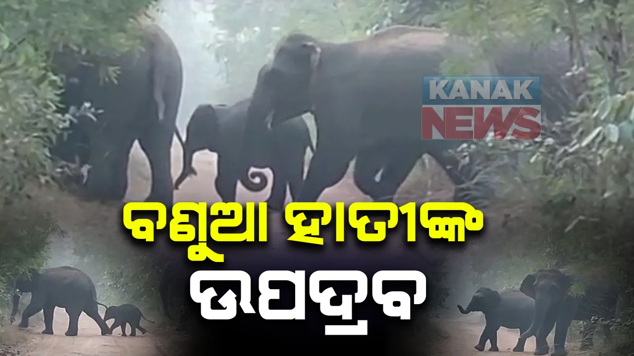  କଂଟାବାଂଝି ତୁରେକେଲାରେ ବଣୁଆ ହାତୀଙ୍କ ଉପଦ୍ରବ: ନଷ୍ଟ କଲେ ଚାଷୀଙ୍କ ଧାନ ଓ କପା ଚାଷ; ୧୪ଟିକିଆ ହାତୀପଲଙ୍କୁ ଘଉଡେଇବାକୁ ବନ ବିଭାଗର ଉଦ୍ୟମ ଜାରି