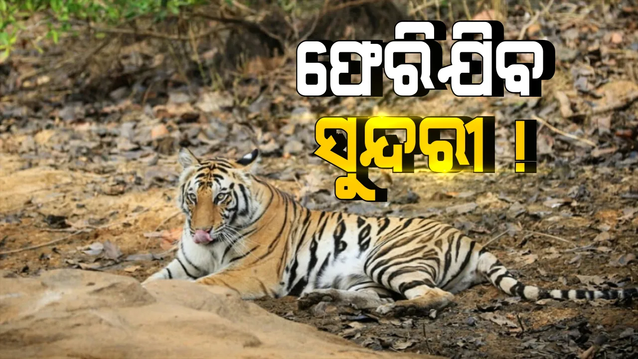 କାହ୍ନା ଅଭୟାରଣ୍ୟ ଫେରିଯିବ ବାଘୁଣୀ ସୁନ୍ଦରୀ: ମଧ୍ୟପ୍ରଦେଶ ହାଇକୋର୍ଟଙ୍କ ନିର୍ଦ୍ଦେଶ; କହିଲେ, ସାତକୋଶିଆ ସ୍ଥିତି ସ୍ୱାଭାବିକ ନହେବା ଯାଏ ନହେଉ ବାଘ ସ୍ଥାନାନ୍ତରଣ