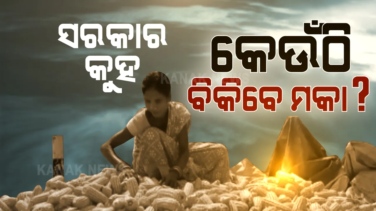  ମଣ୍ଡି ନଥିବାରୁ ମକାର ଚାଲିଛି ଅଭାବୀ ବିକ୍ରି । କୁଇଣ୍ଟାଲ ପିଛା ୯ଶହରୁ ହଜାରେ ଟଙ୍କାରେ ମକା ବିକୁଛନ୍ତି ଚାଷୀ, ଦଲାଲ ହେଉଛନ୍ତି ମାଲାମାଲ, ଚାଷୀ ହତାଶ ।