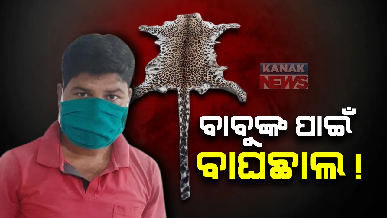  ଖଣ୍ଡଗିରି ଅଂଚଳରେ ବାଘ ଛାଲ ଜବତ ସହ ଜଣକୁ ଗିରଫ କଲା କ୍ରାଇମବ୍ରାଂଚ ଏସଟିଏଫ; ଅଭିଯୁକ୍ତ ଡ୍ରାଇଭର କହିଲା, ଜଣେ ଠିକାଦାରଙ୍କ ପାଇଁ ନେଉଥିଲେ ଛାଲ