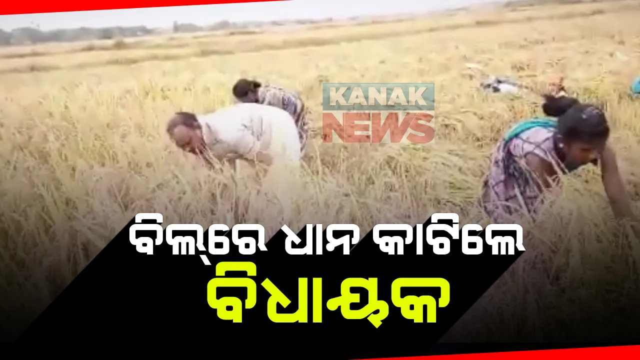  ପୁଣି ଚର୍ଚ୍ଚାରେ ଡାବୁଗାଁ ବିଧାୟକ: ବିଲରେ ଧାନ କାଟିଲେ ମନୋହର ରନ୍ଧାରୀ; ସେପଟେ ଟ୍ରାକ୍ଟର ଚଢ଼ି ଚାଷ କରୁଛନ୍ତି ମଧ୍ୟପ୍ରଦେଶ ମୁଖ୍ୟମନ୍ତ୍ରୀ ଶିବରାଜ ସିଂ ଚୌହାନ