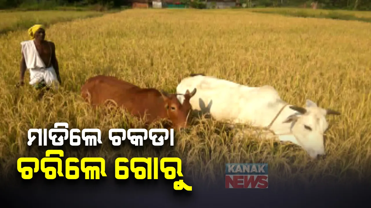  ଧାନ ଫସଲରେ ଚକଡ଼ା ଆତଙ୍କ : ଚାଷୀର ବର୍ଷ ତମାମର ପରିଶ୍ରମ ଏବେ ଗୋରୁଙ୍କ ମୁହଁରେ