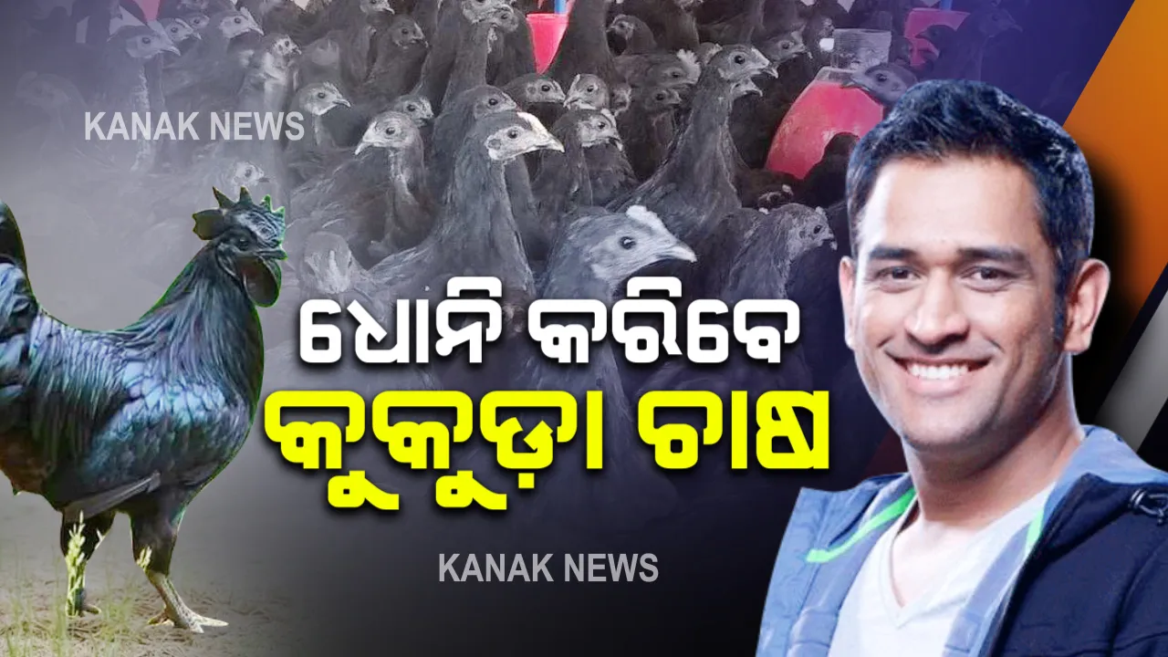  ଧୋନୀ କରିବେ କୁକୁଡ଼ା ଚାଷ : ପଡ଼ିଆରୁ କୁକୁଡ଼ା ଫାର୍ମିଂ , ଆନ୍ତର୍ଜତୀୟ କ୍ରିକେଟକୁ ଅଲବିଦା ପରେ ଏବେ କୁକୁଡା ଚାଷରେ ମାହିଙ୍କ ମନ