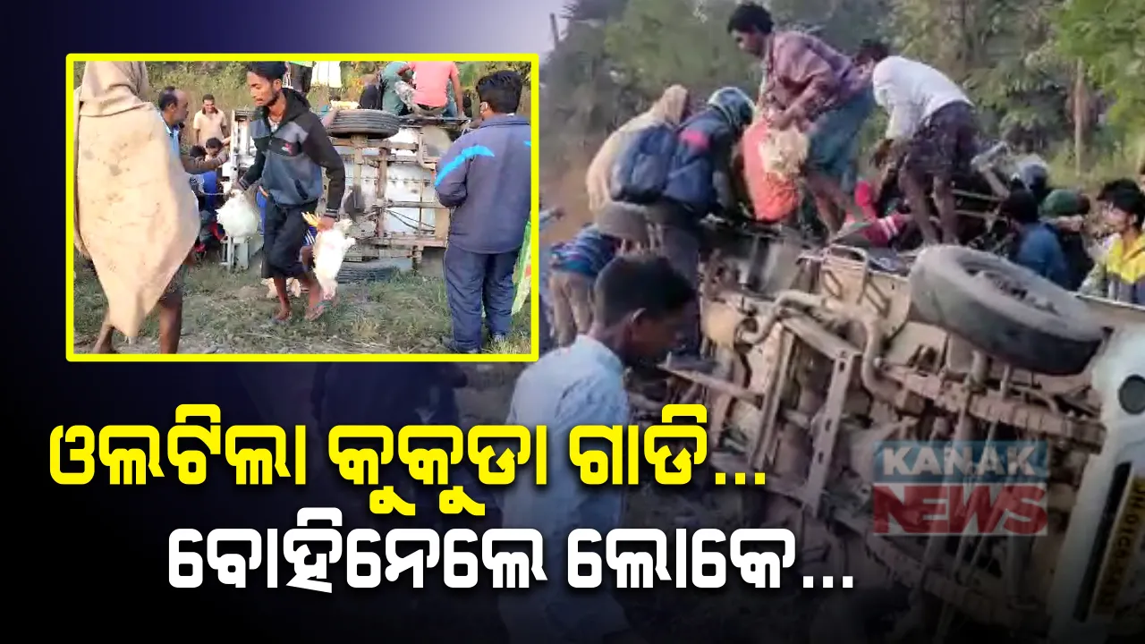  କୁକୁଡା ଗାଡିକୁ ଲୁଟ୍ ! ଦୁର୍ଘଟଣା ଗ୍ରସ୍ତ ହୋଇ ଓଲଟିଲା କୁକୁଡା ଗାଡି । ଅଖାରେ ପୁରାଇ କୁକୁଡା ବୋହିନେଲେ ଲୋକେ