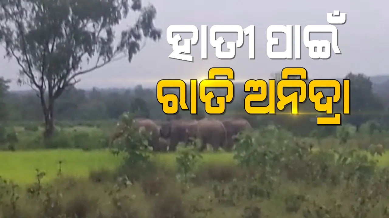  ହାତୀ ପାଇଁ ରାତି ଅନିଦ୍ରା : ବାଙ୍କୀ ଅଚଂଳରେ ମାତିଛନ୍ତି ଚନ୍ଦକା ଡମପଡା ଅଭୟାରଣ୍ୟର ହାତୀପଲ; ଏକର ଏକର ଜମିରେ ଧାନ ଫସଲ ନଷ୍ଟ